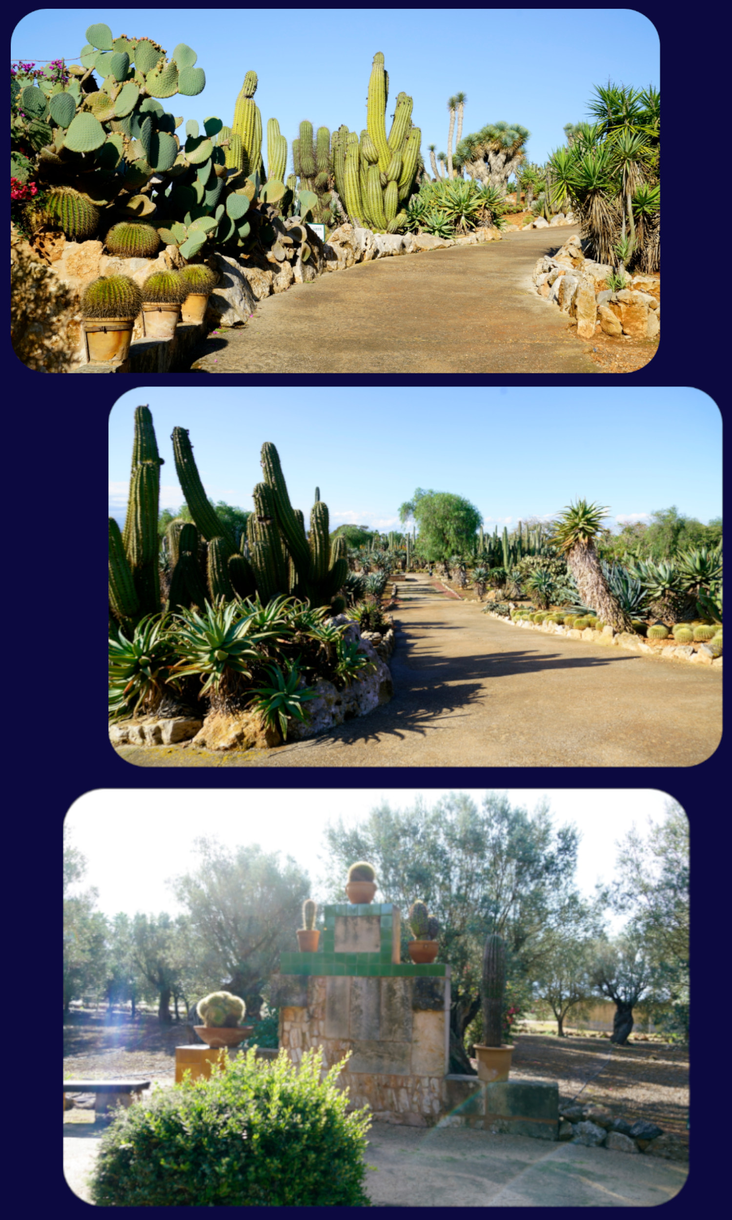 Mallorca Botanicatus